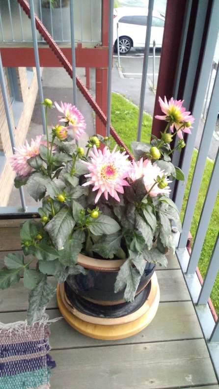 Superduper blomsterbilde